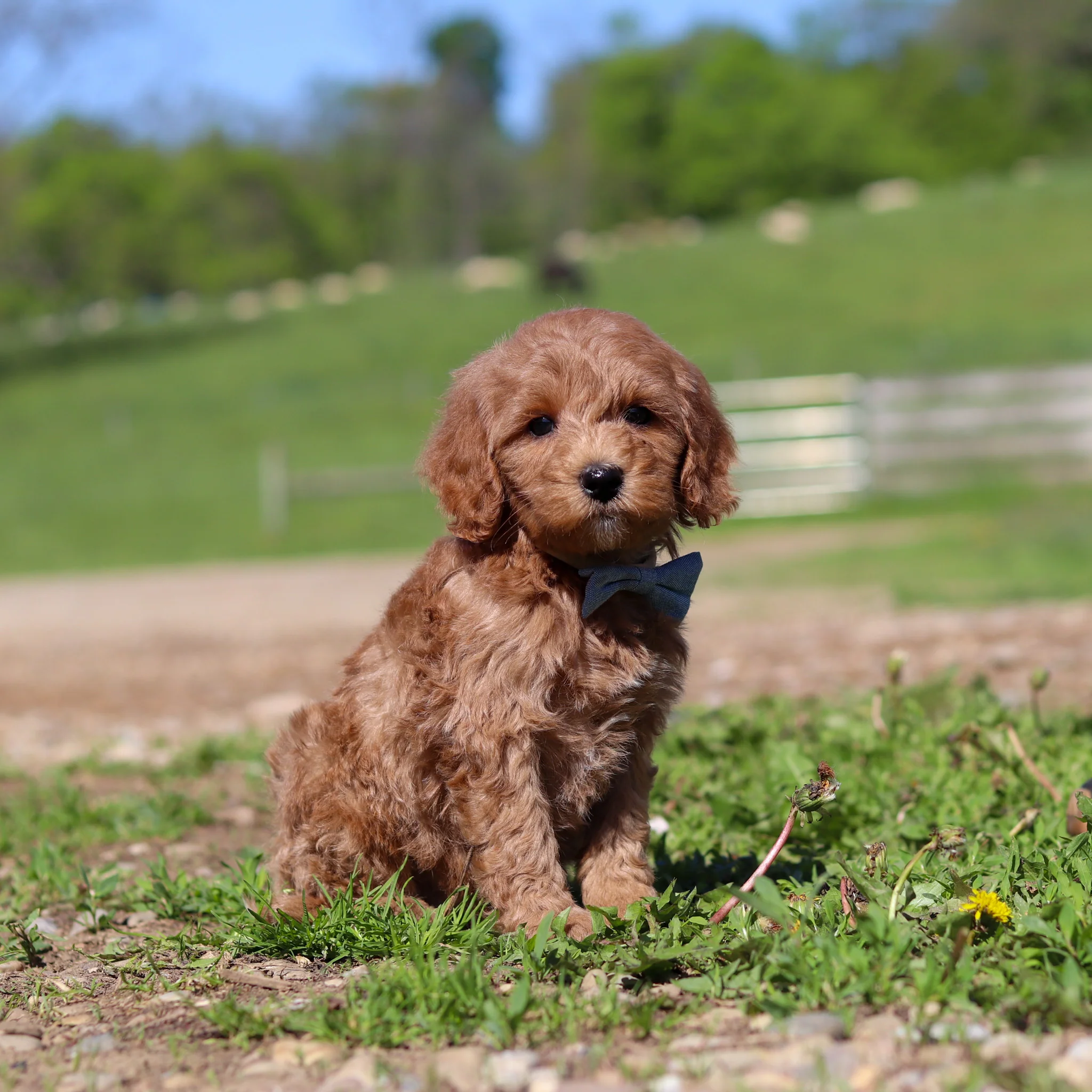 Townes - Available 5/28 - Image 3