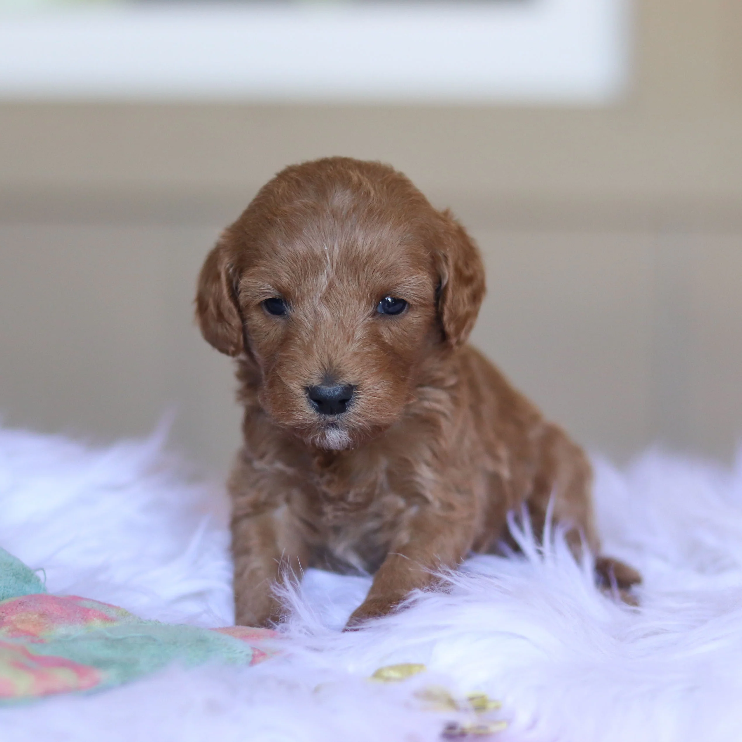 Townes - Available 5/28 - Image 7