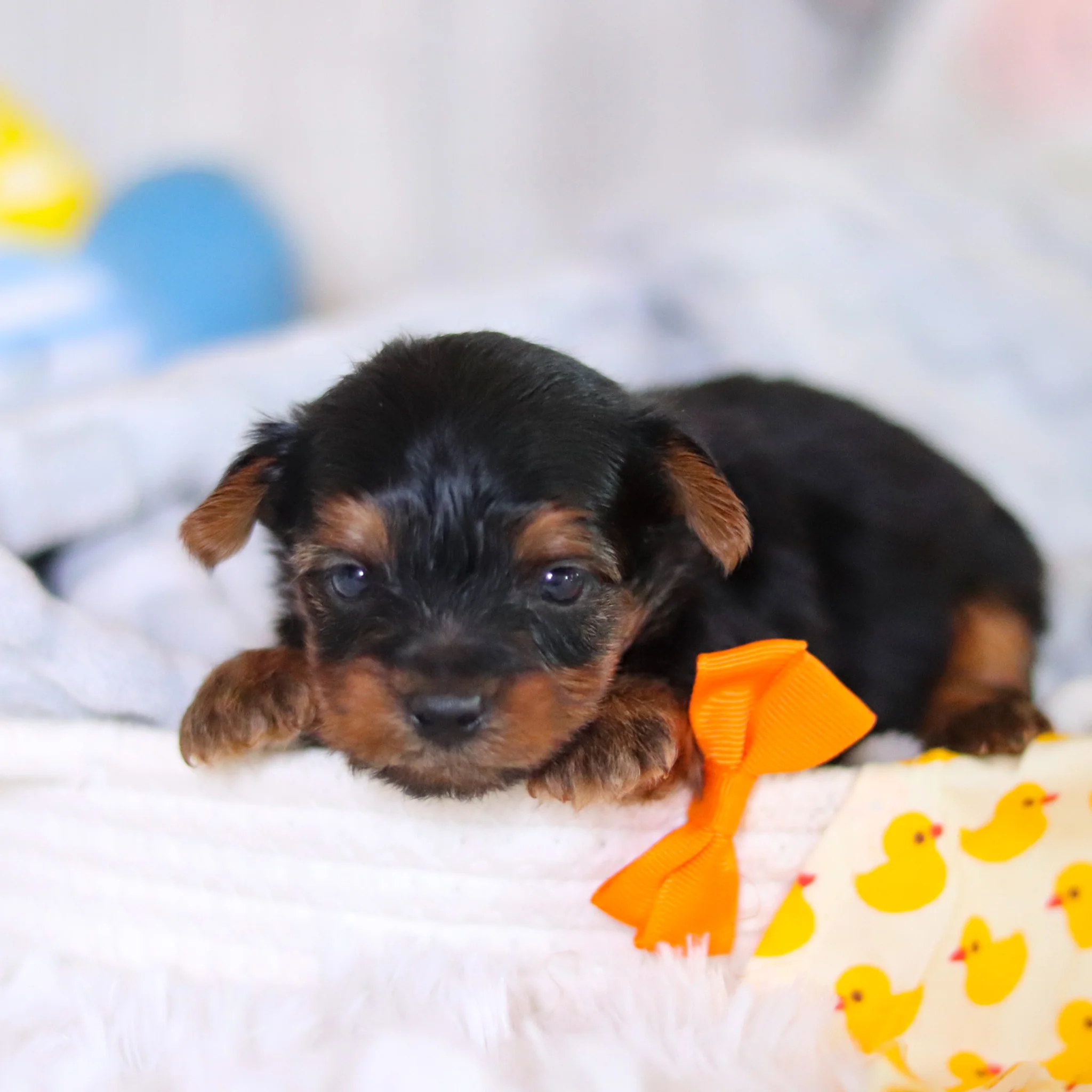 Tripp - Available 5/21 - Image 8