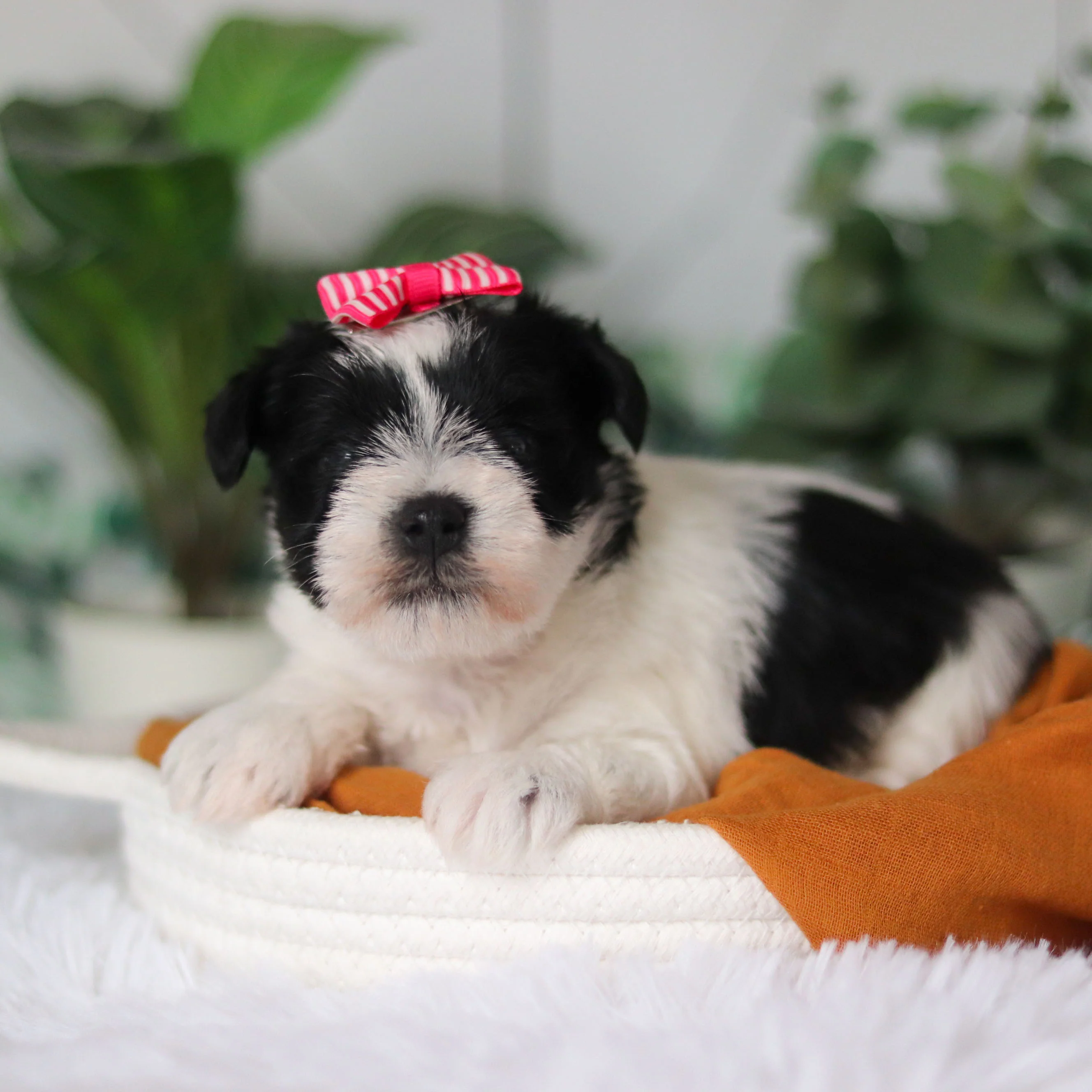 Trixie - Available Now - Image 10