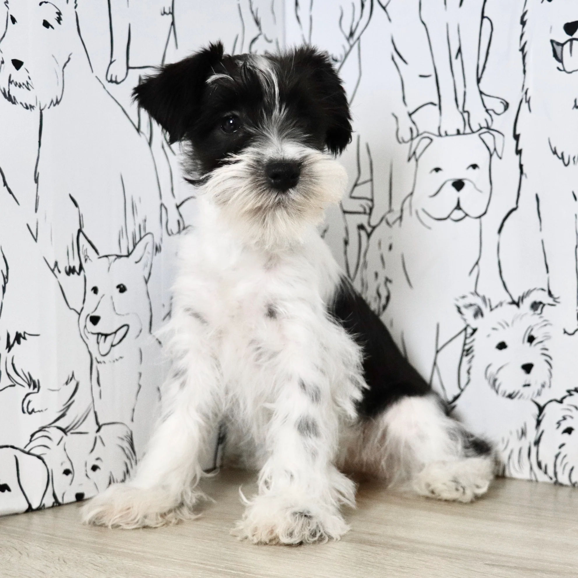 Trixie - Available Now - Image 3