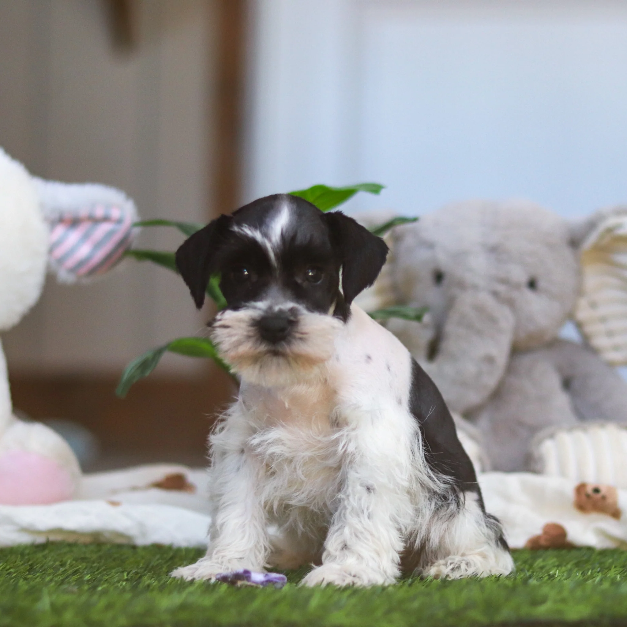 Trixie - Available Now - Image 8
