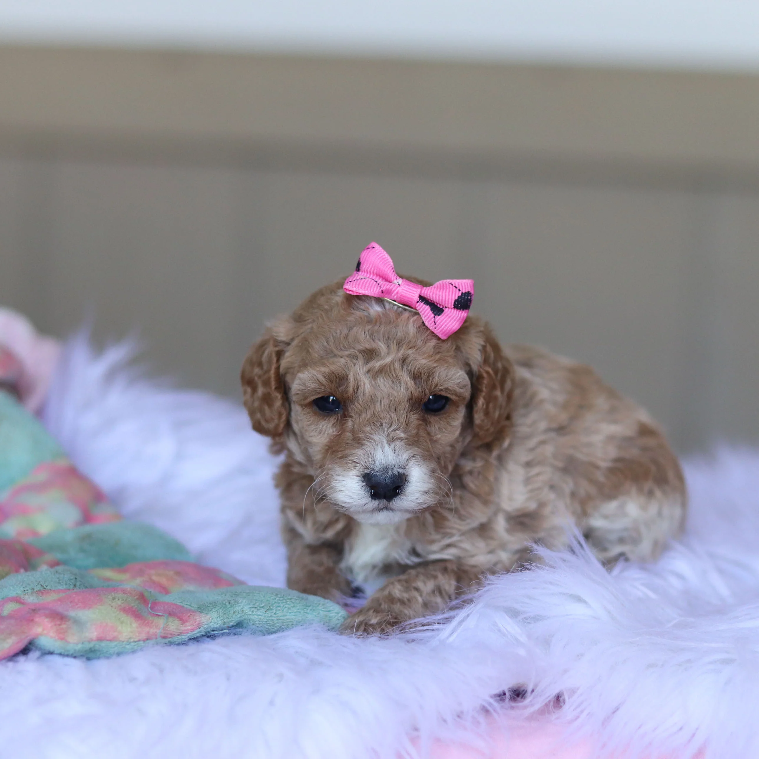 Trudy - Available 5/28 - Image 5