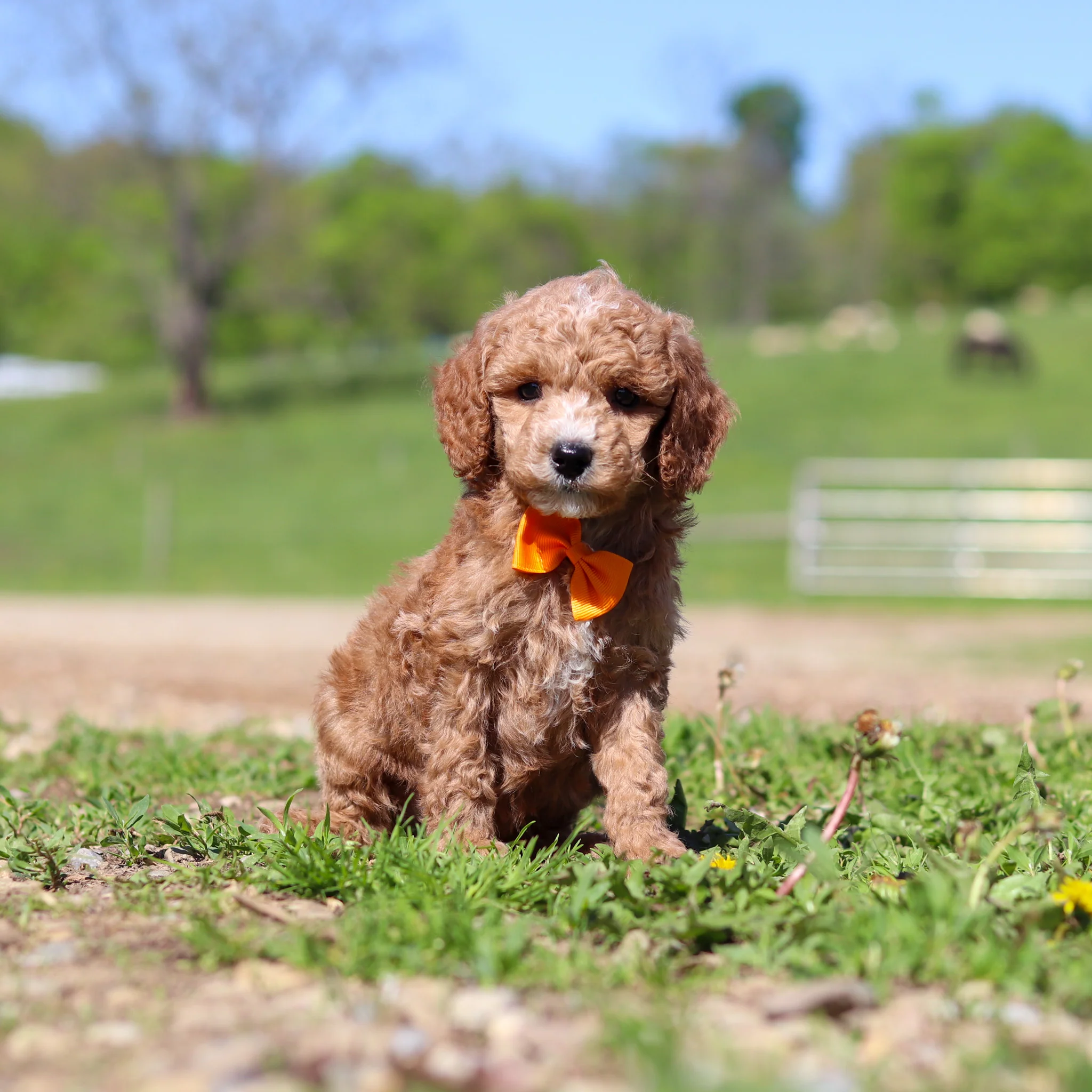 Truett - Available 5/28 - Image 3
