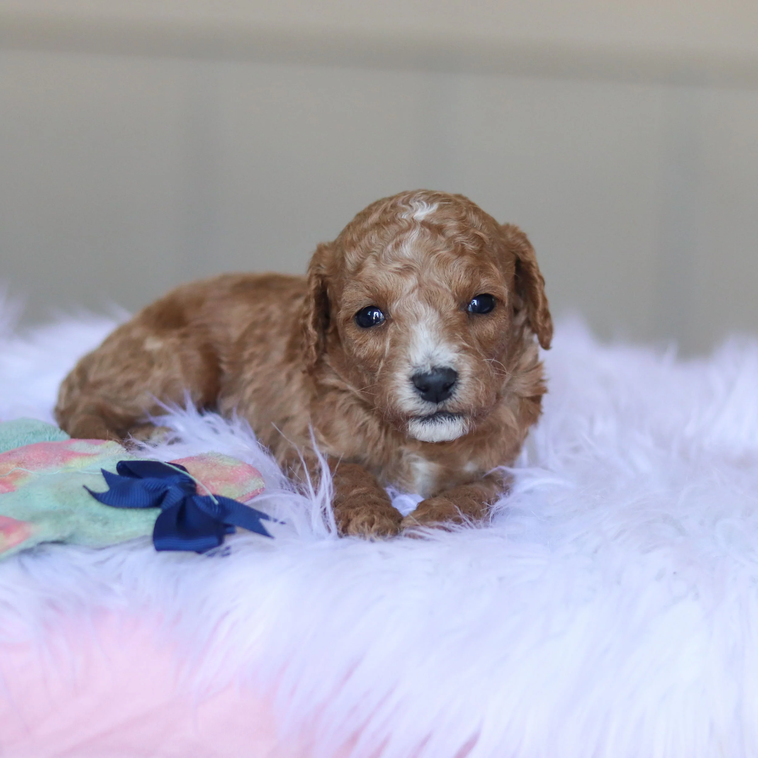 Truett - Available 5/28 - Image 4