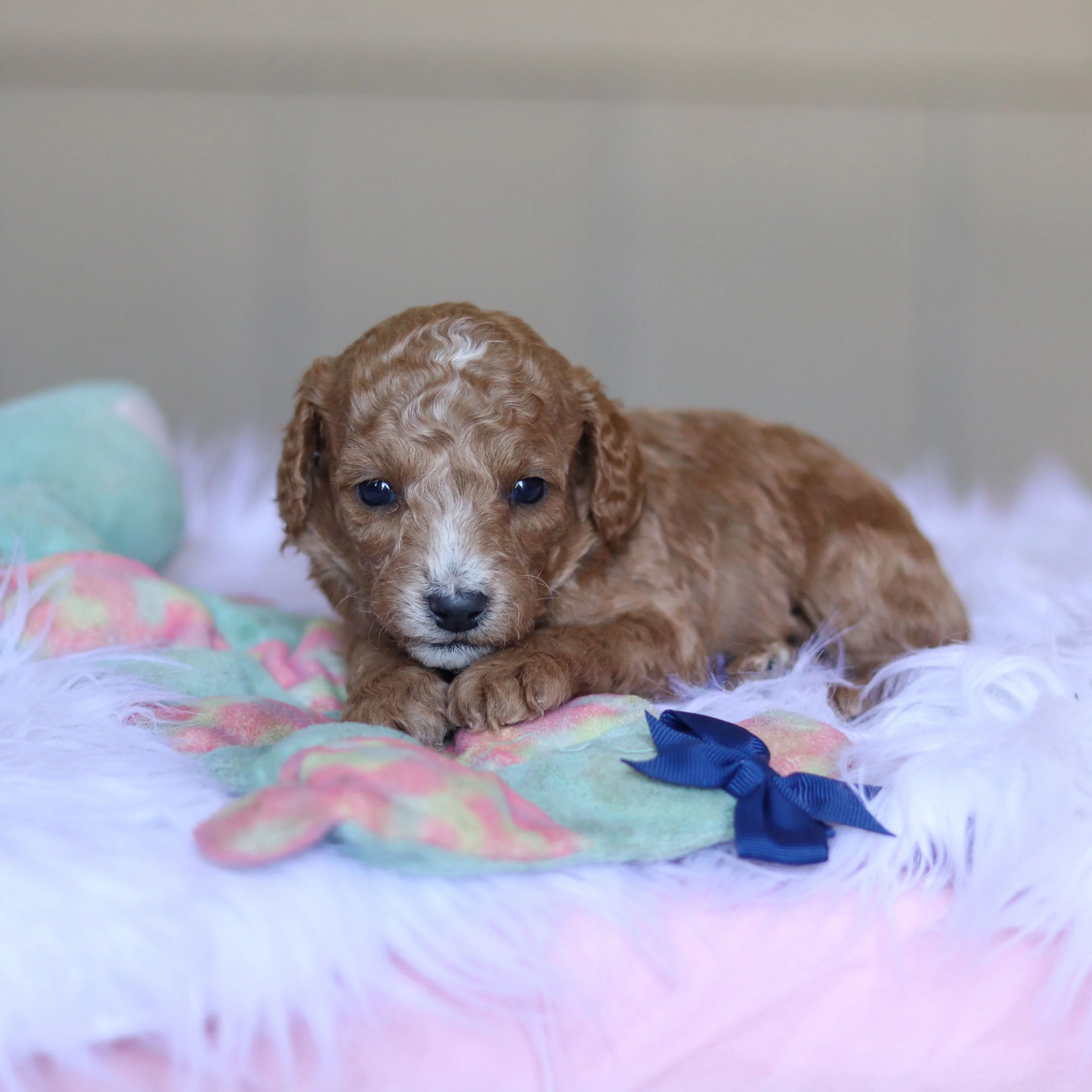 Truett - Available 5/28 - Image 5