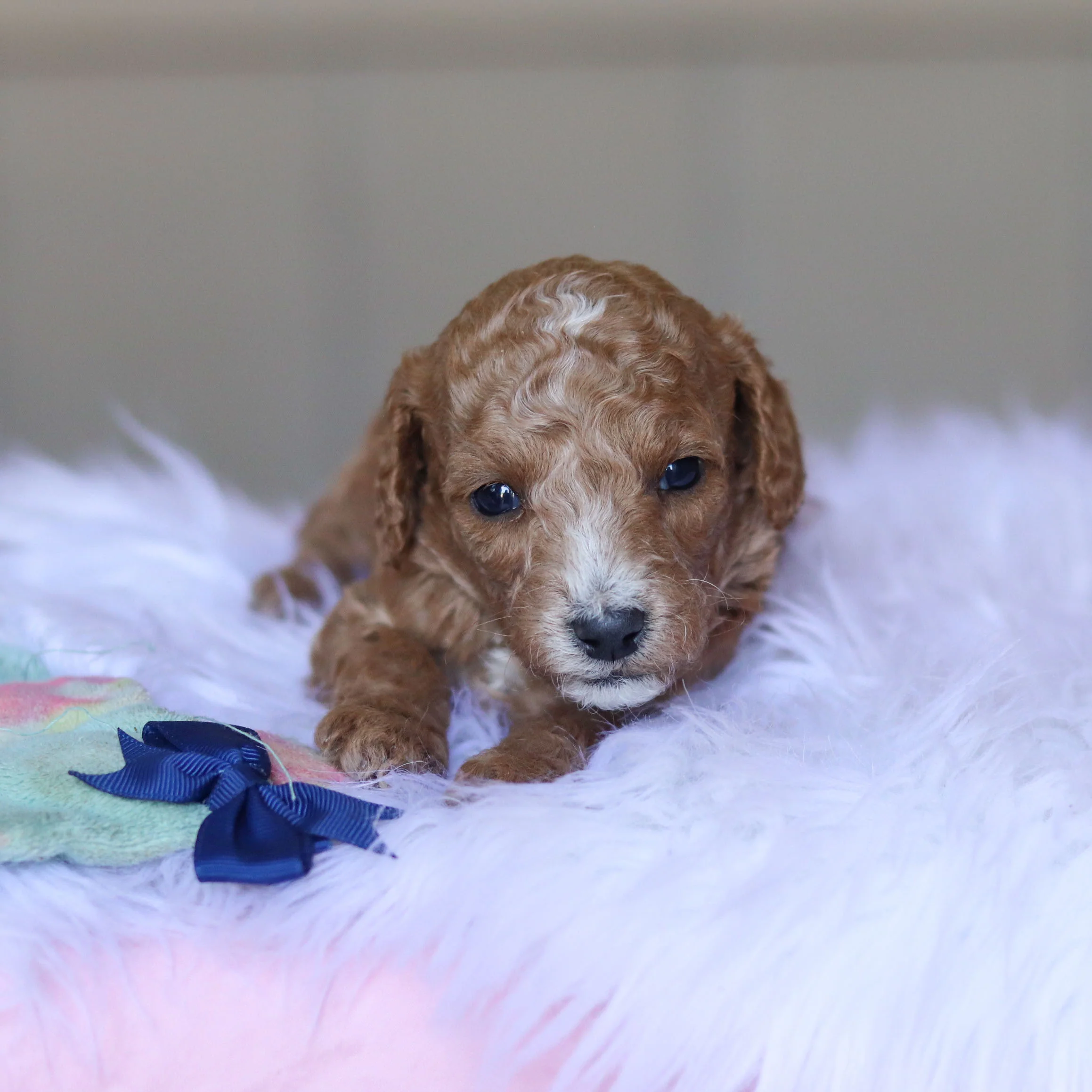 Truett - Available 5/28 - Image 6