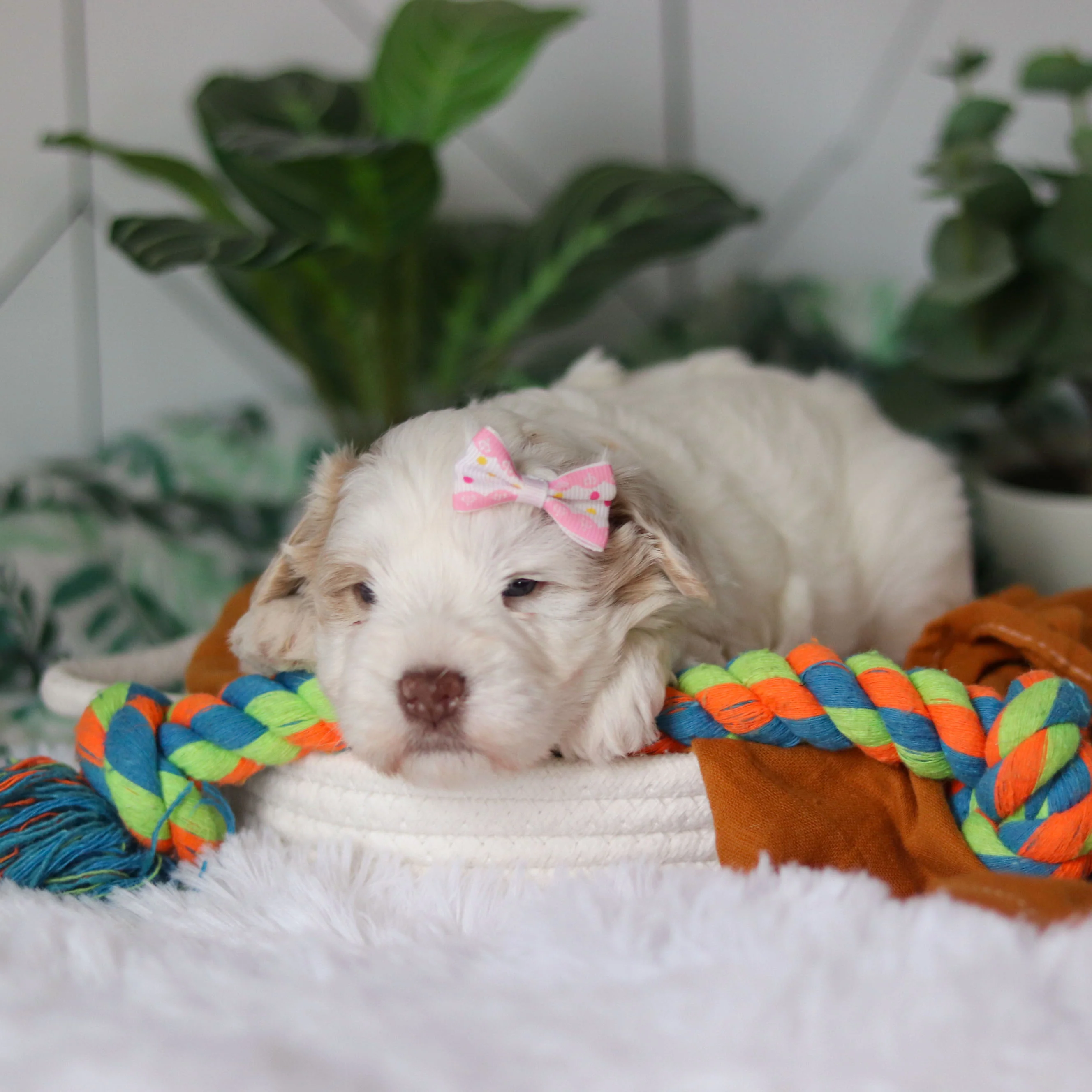Tuffy - Available Now - Image 10