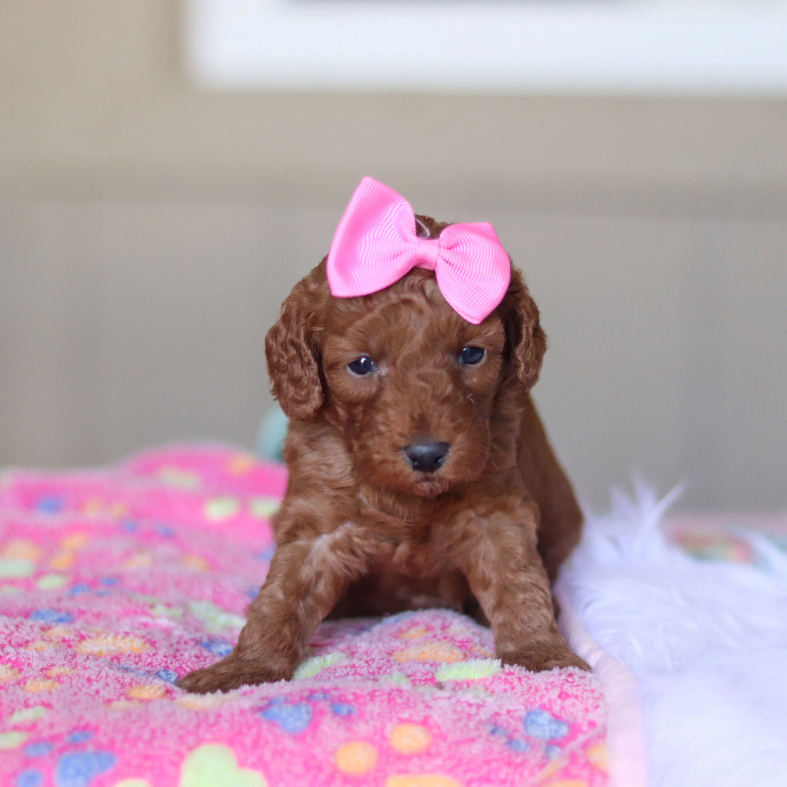 Tula - Available 5/28 - Image 4
