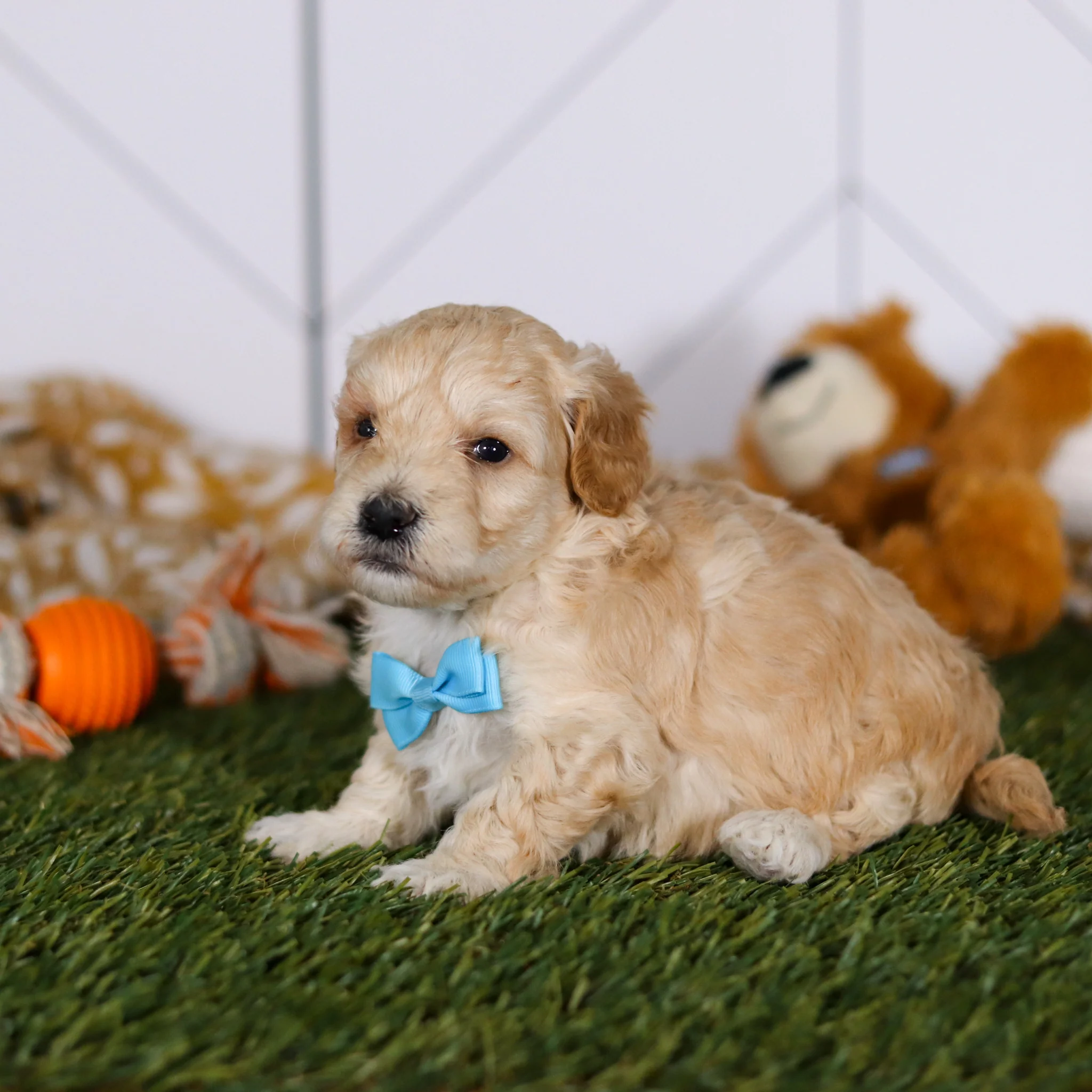 Tyson - Available Now - Image 9