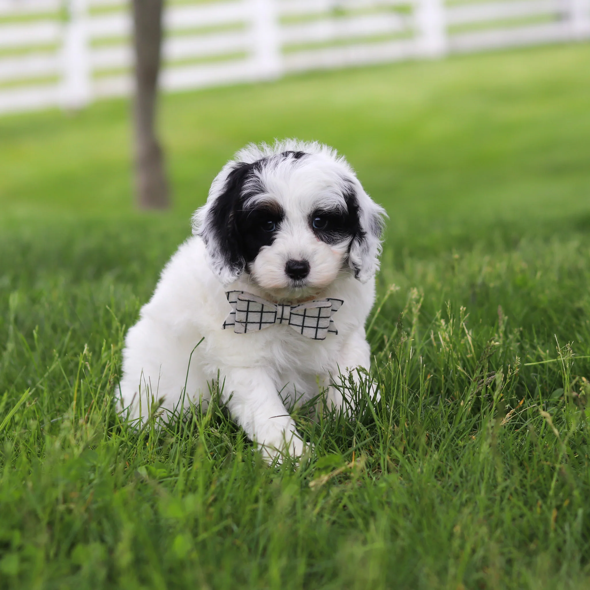 Watson - Available 5/21 - Image 4
