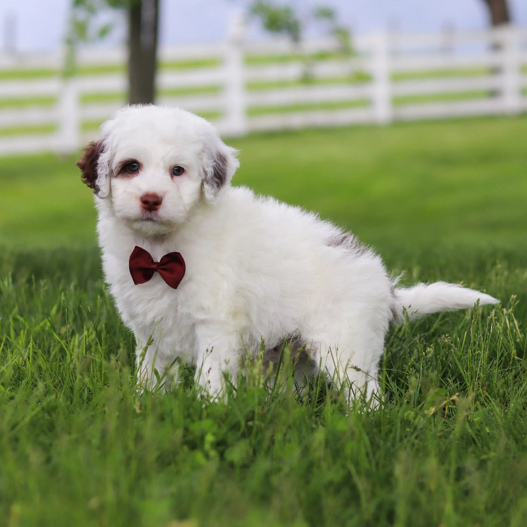 Willie - Available 5/21 - Image 2