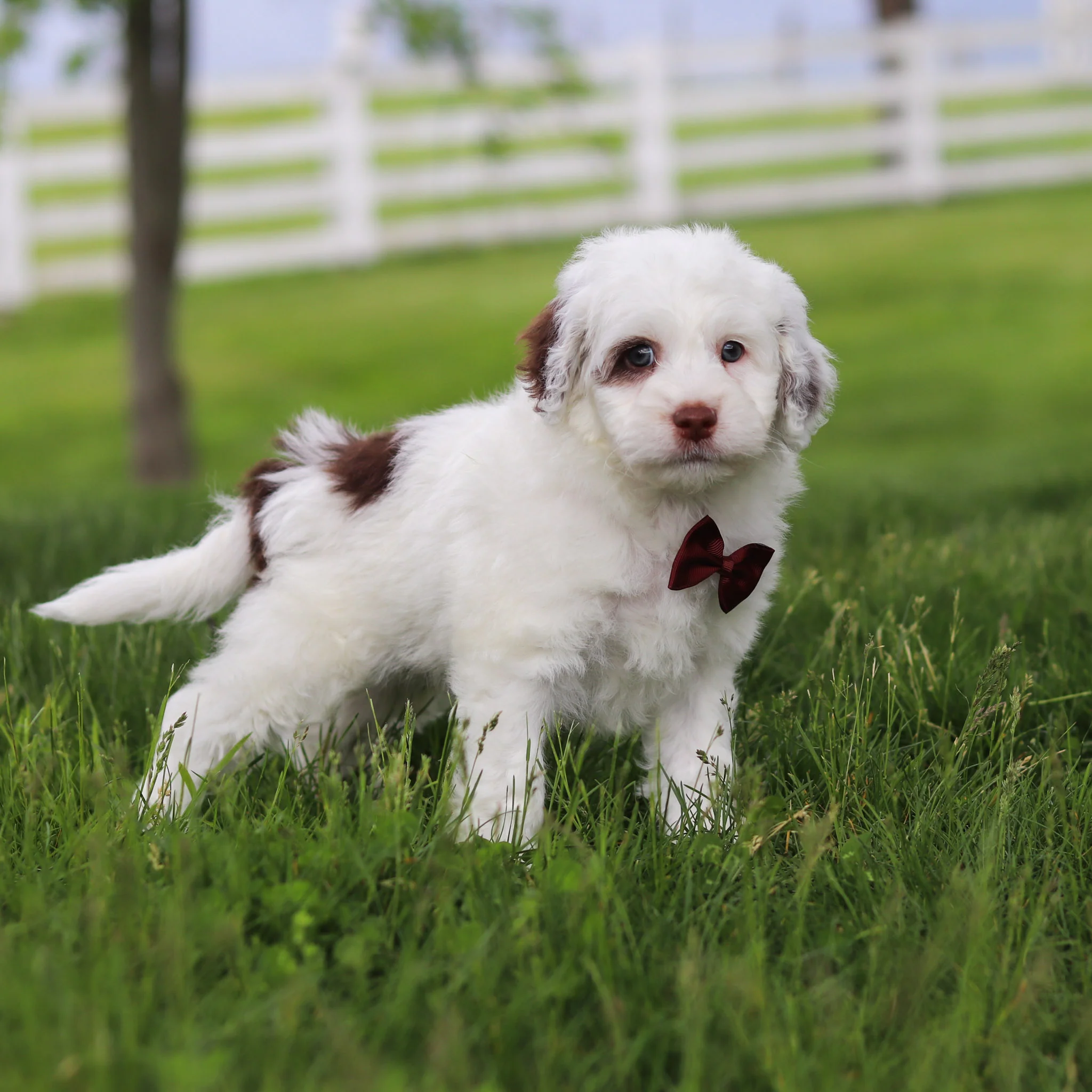 Willie - Available 5/21 - Image 3