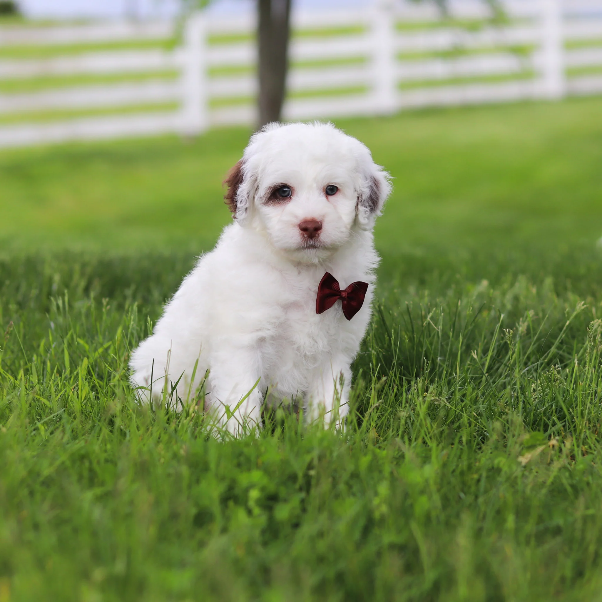Willie - Available 5/21 - Image 4