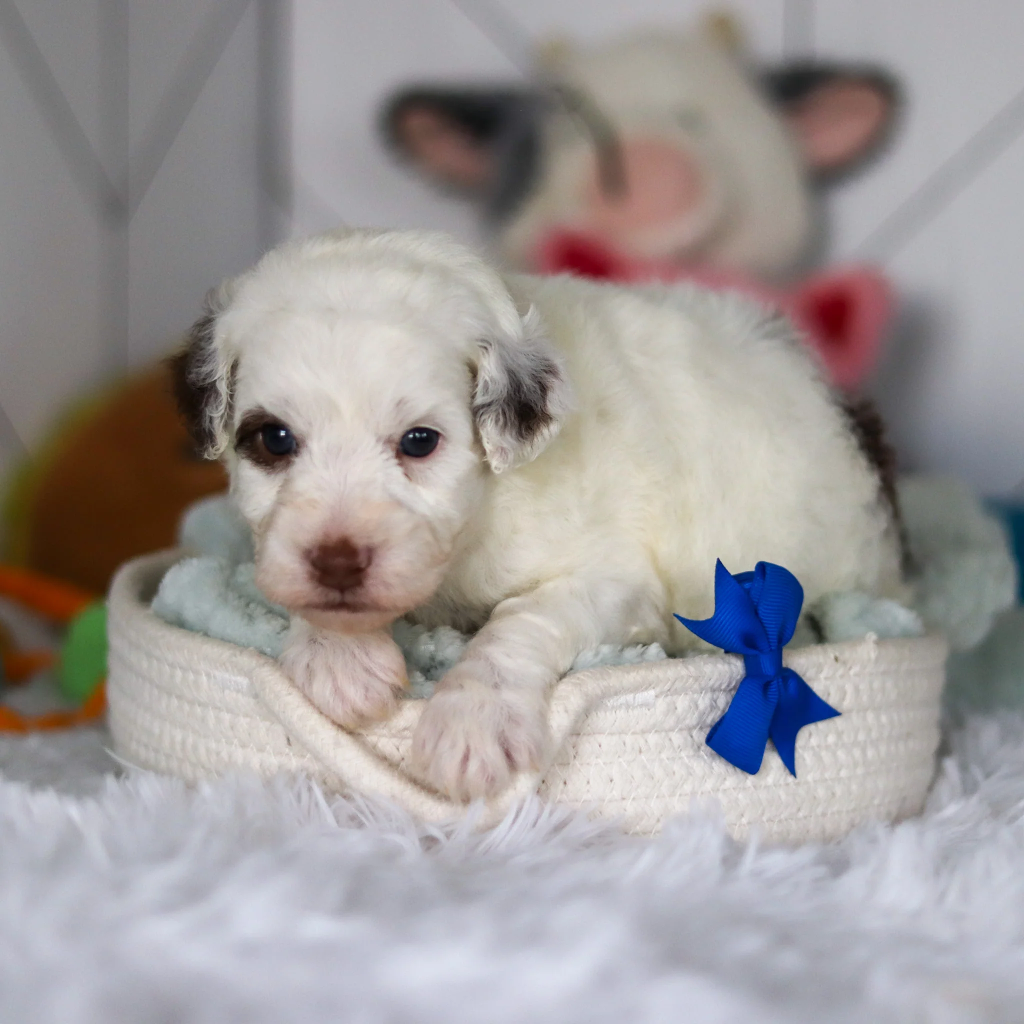 Willie - Available 5/21 - Image 5