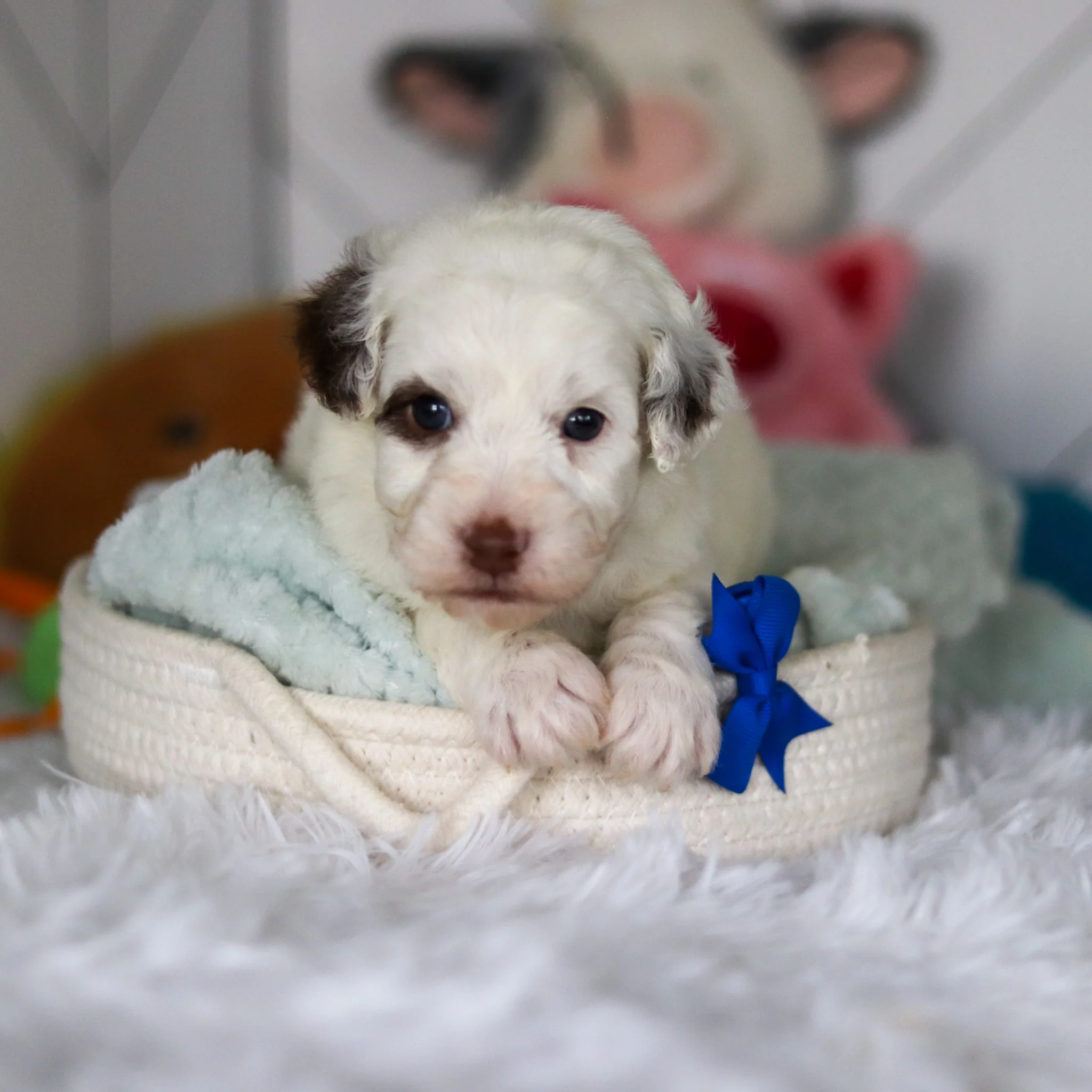 Willie - Available 5/21 - Image 6