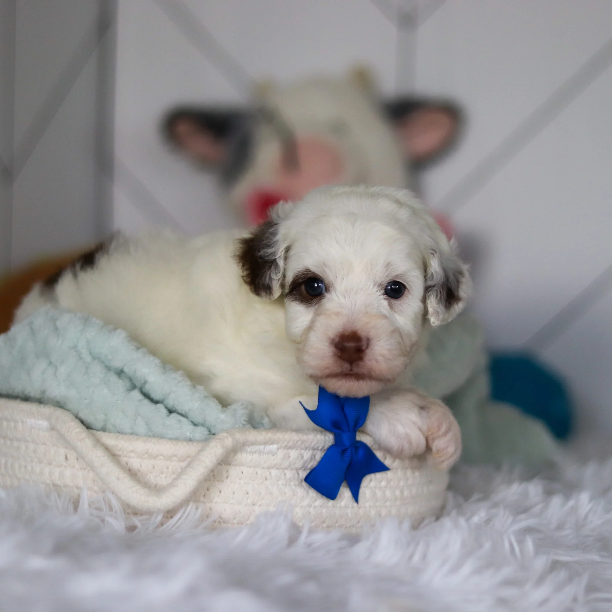 Willie - Available 5/21 - Image 7