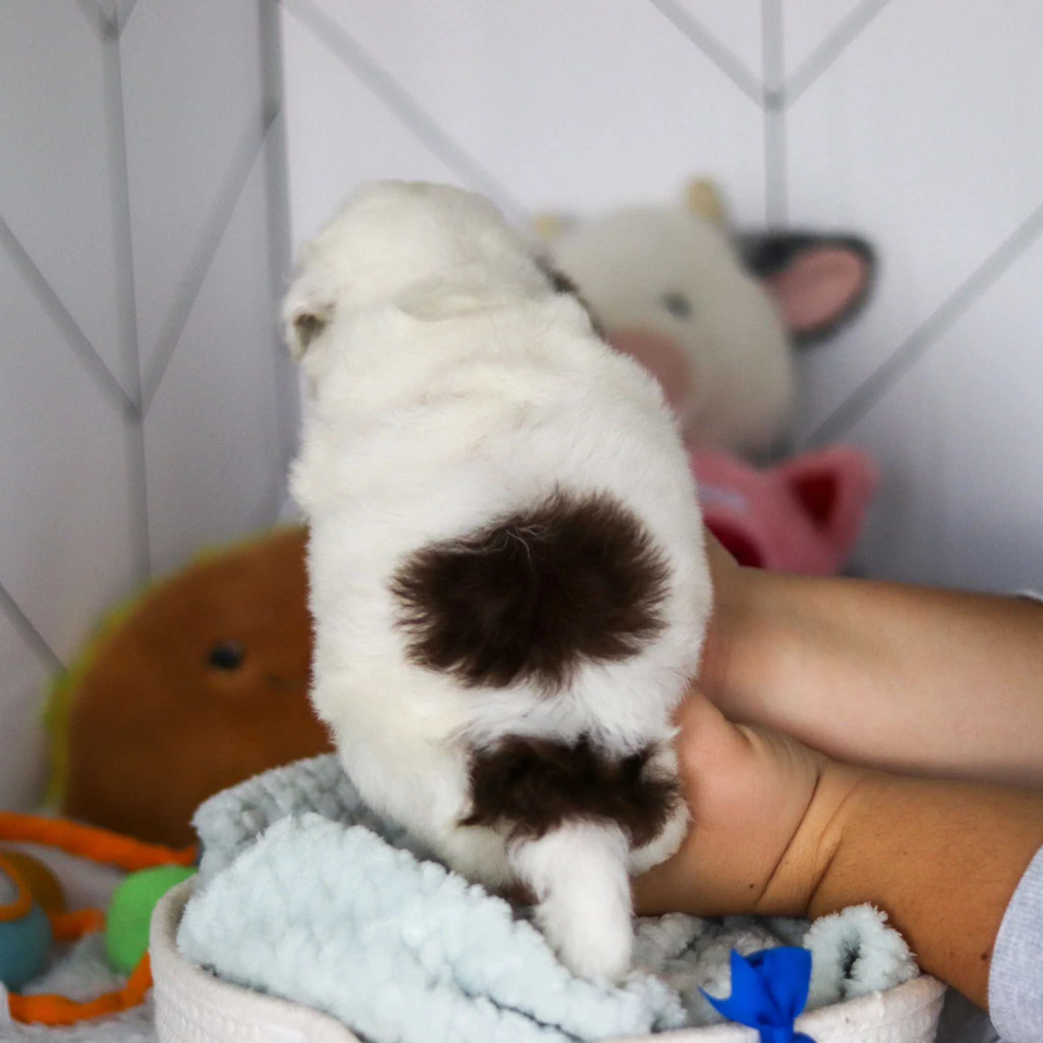 Willie - Available 5/21 - Image 8
