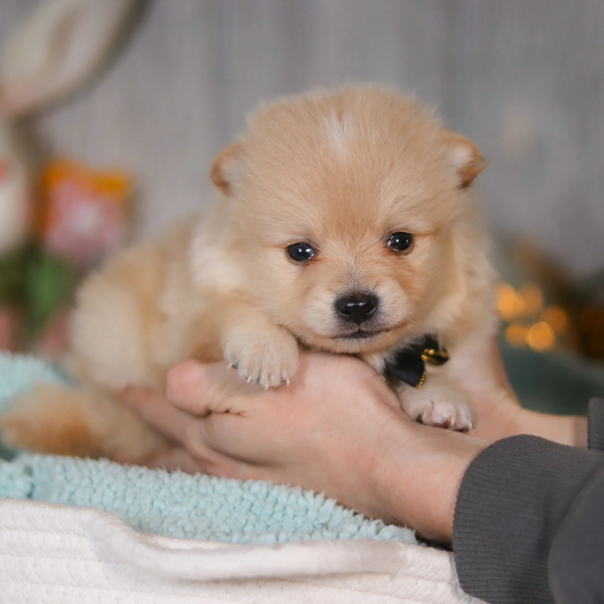 Winston - Available Now - Image 10
